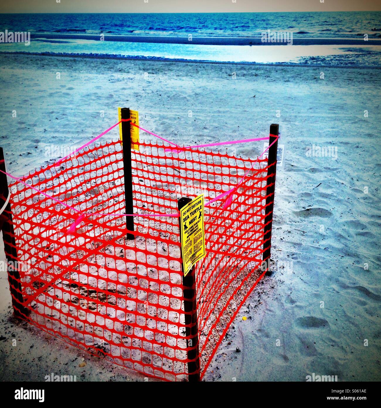 Eine geschützte Meeresschildkröten nisten, Jacksonville Beach, Florida, USA. - Smartphone-aufgenommenes Stockfoto
