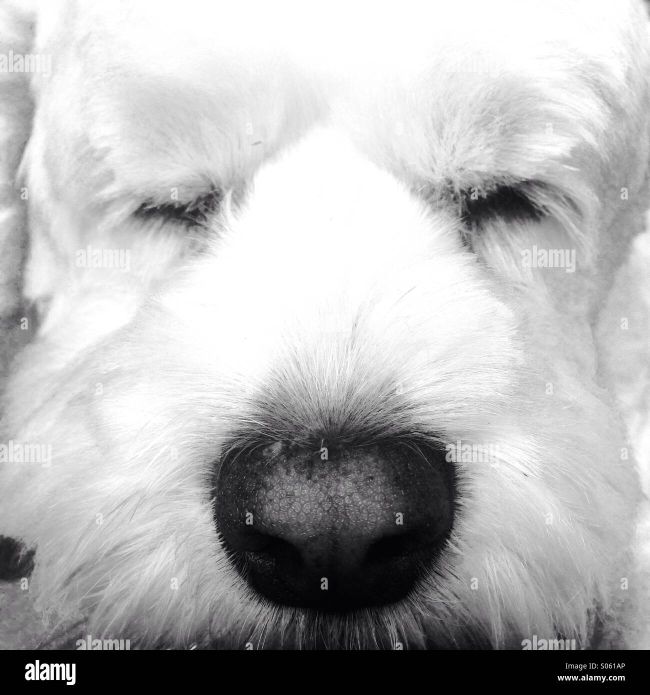 Weißer Hund das Gesicht mit einer schwarzen Nase Stockfoto