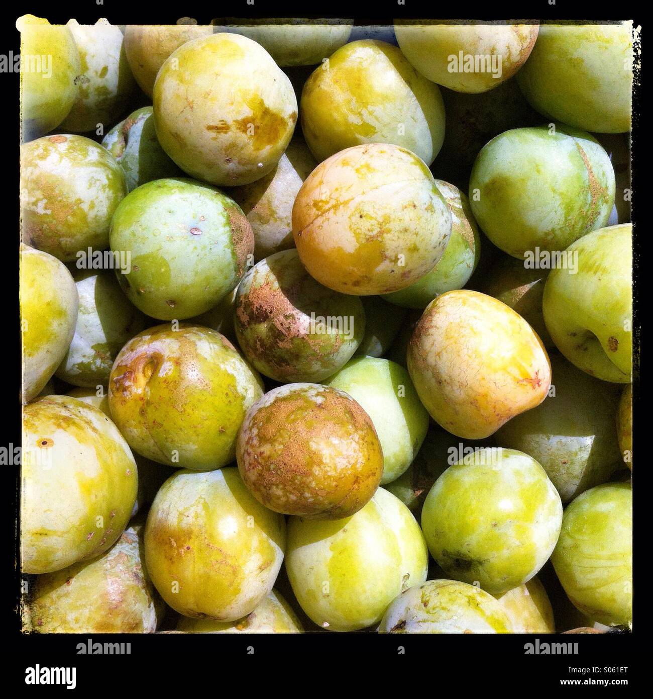 Frühe Flüsse Bio Pflaumen - Smartphone-aufgenommenes Stockfoto