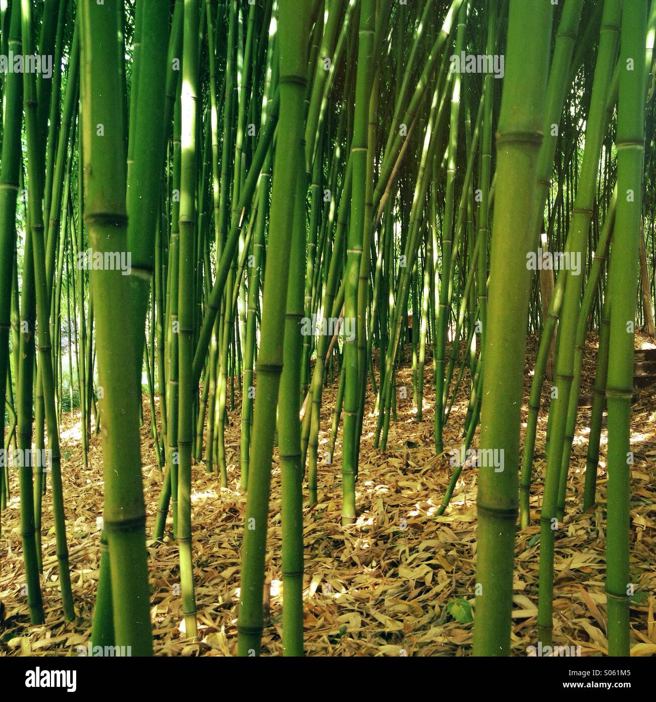 Grüner Bambuswald Stockfoto