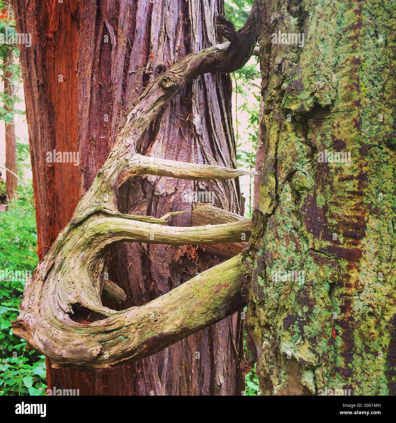 Gebogenem Baumstamm, Deception Pass State Park, Washington Stockfoto