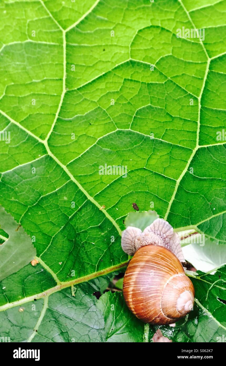 Schnecke frisst Blatt Stockfoto