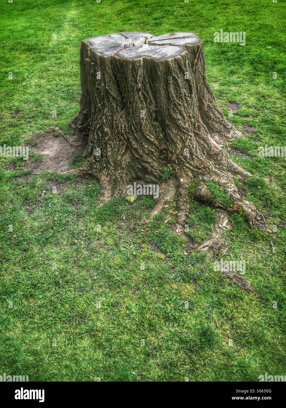 Nahaufnahme von einem Baumstumpf - Smartphone-aufgenommenes Stockfoto
