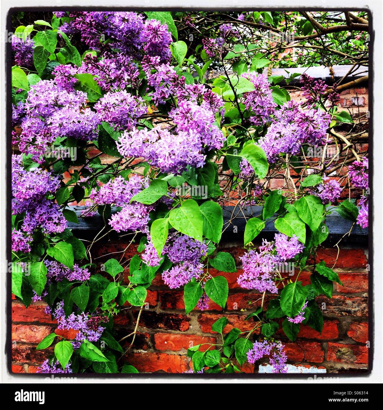 Lila Baum Stockfoto