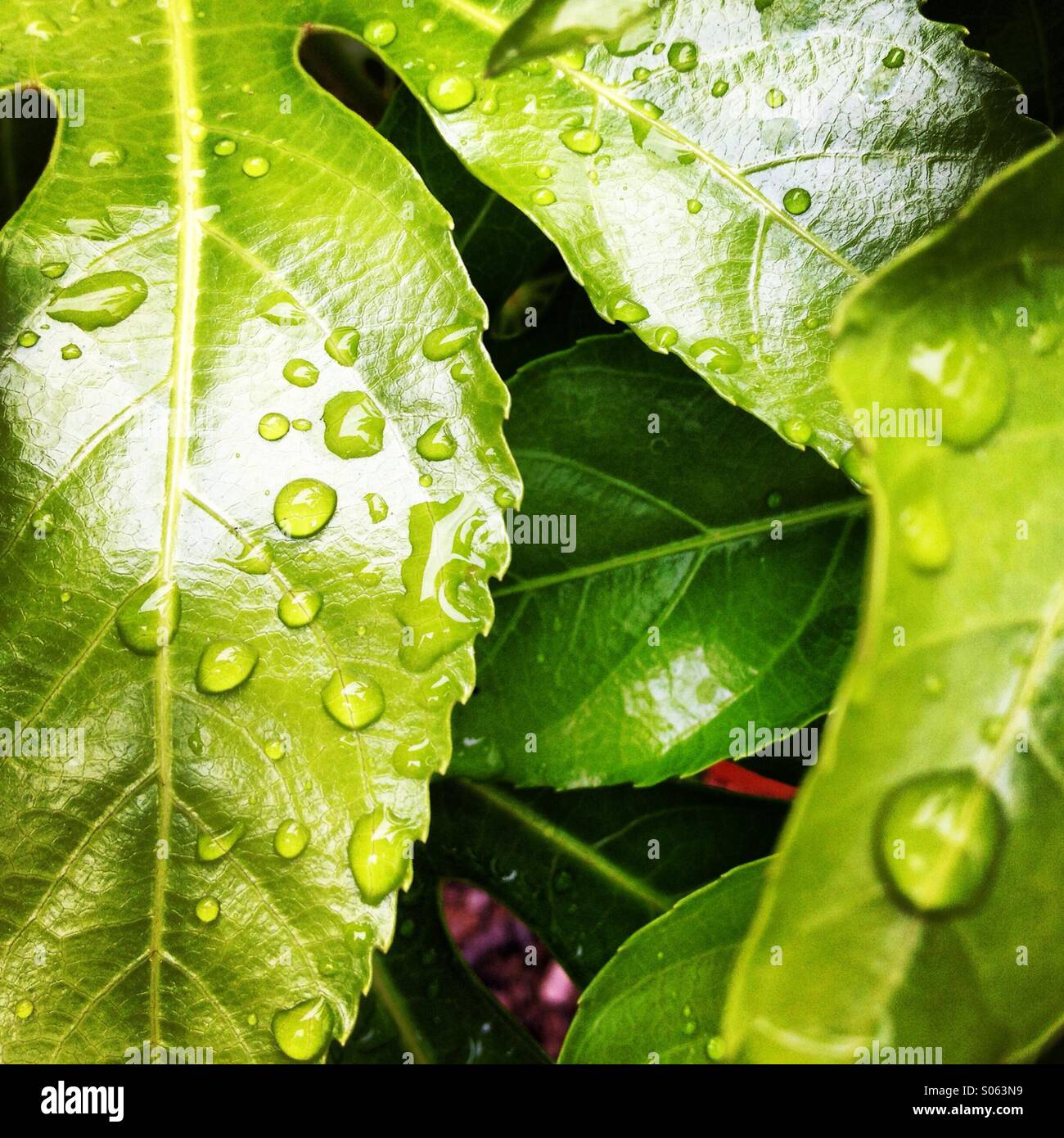 Regentropfen auf polierten Blatt Stockfoto