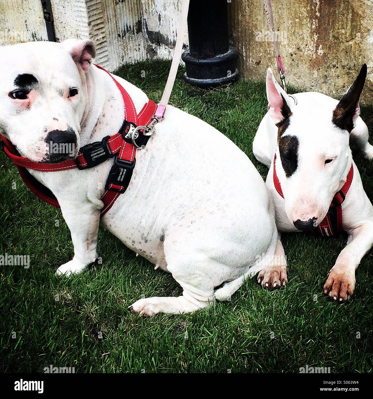 Zwei schwarze und weiße Hunde Stockfoto