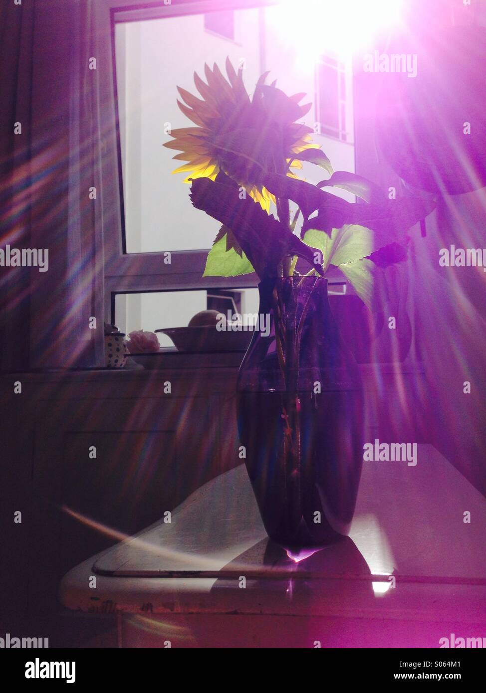 Blume Im Sonnenlicht Stockfoto