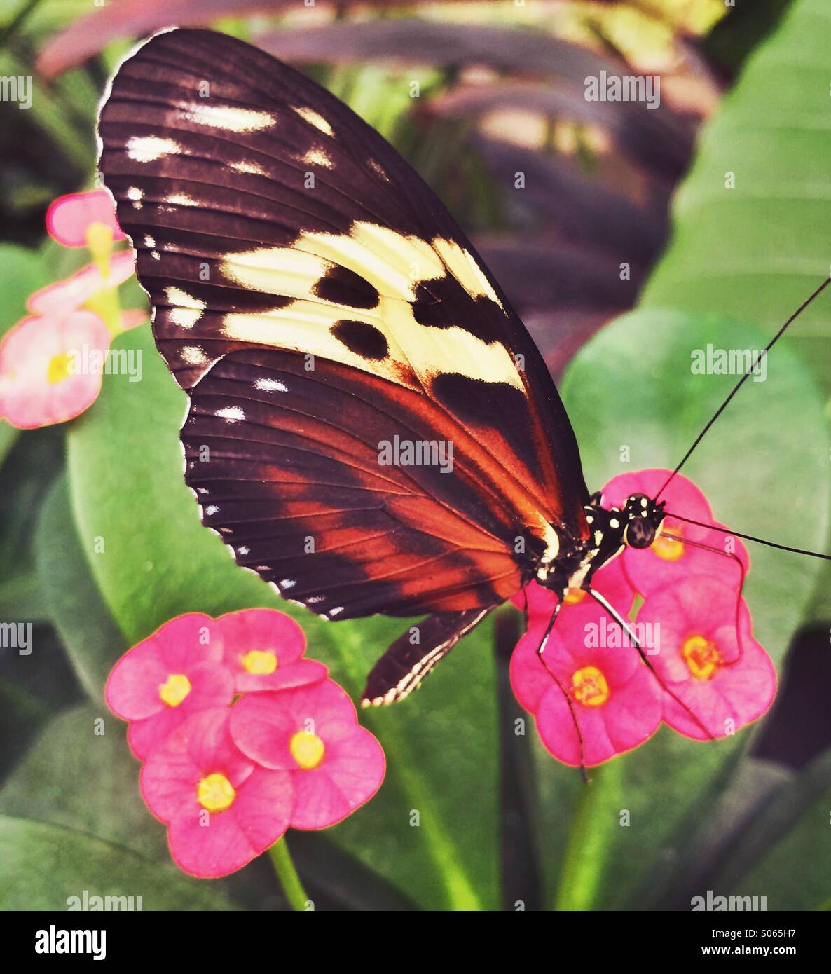 Schmetterling auf rosa Blüten - Smartphone-aufgenommenes Stockfoto
