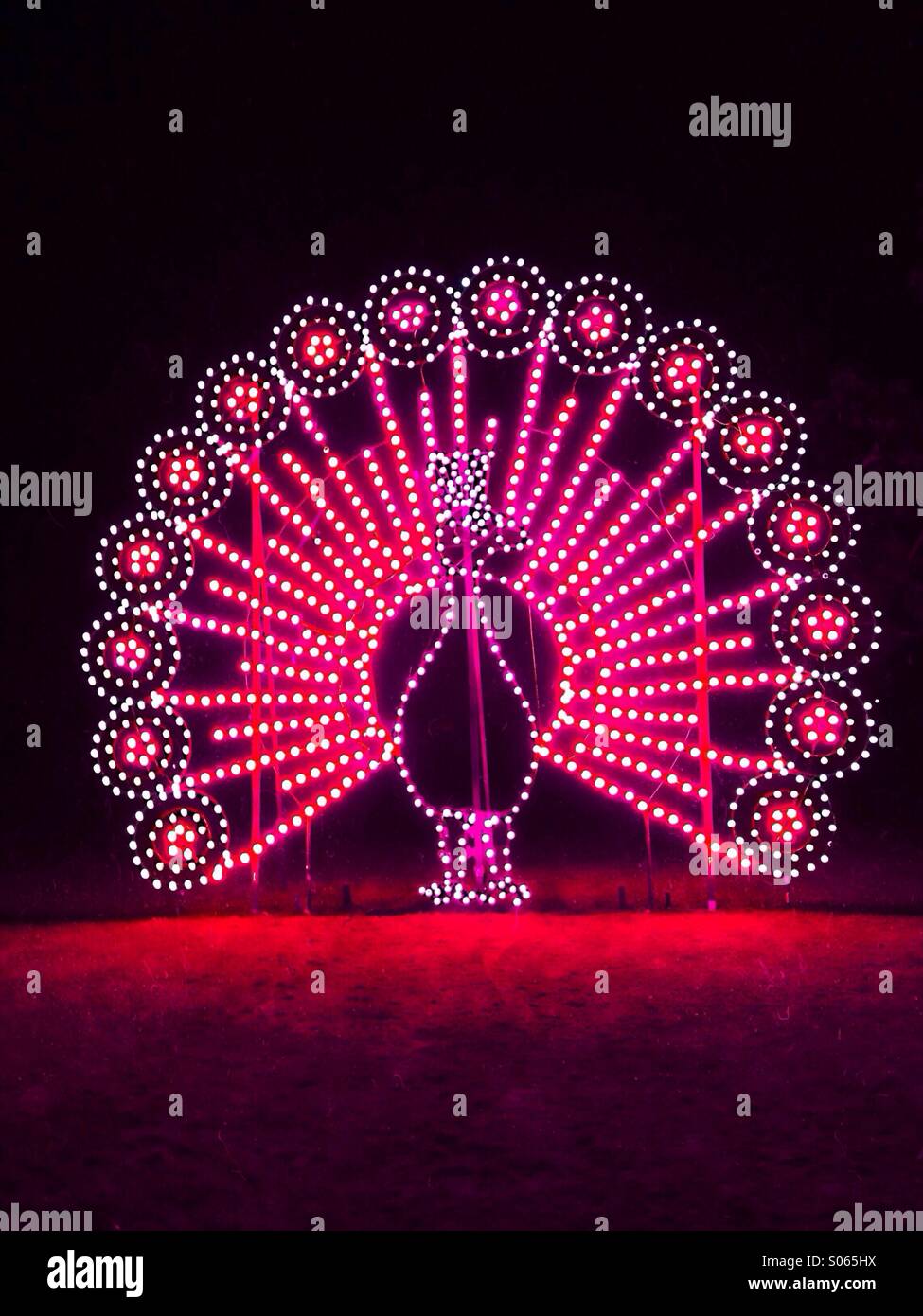 Pfau, illustriert mit leuchtenden Lampen - Smartphone-aufgenommenes Stockfoto