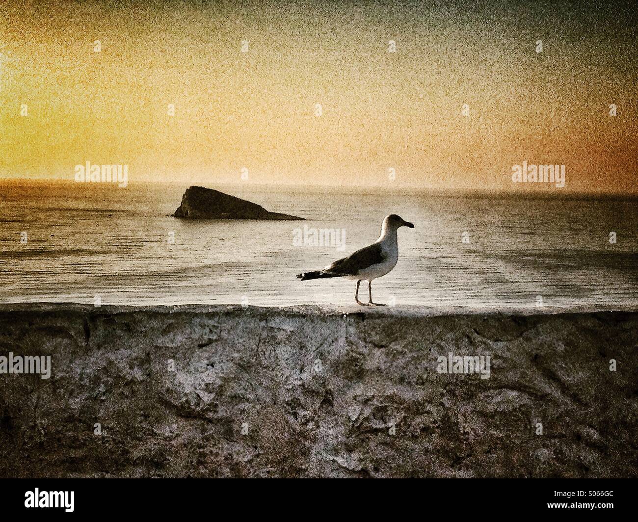 Möwe stehend an einer Wand mit Meer und die Insel im Hintergrund Stockfoto