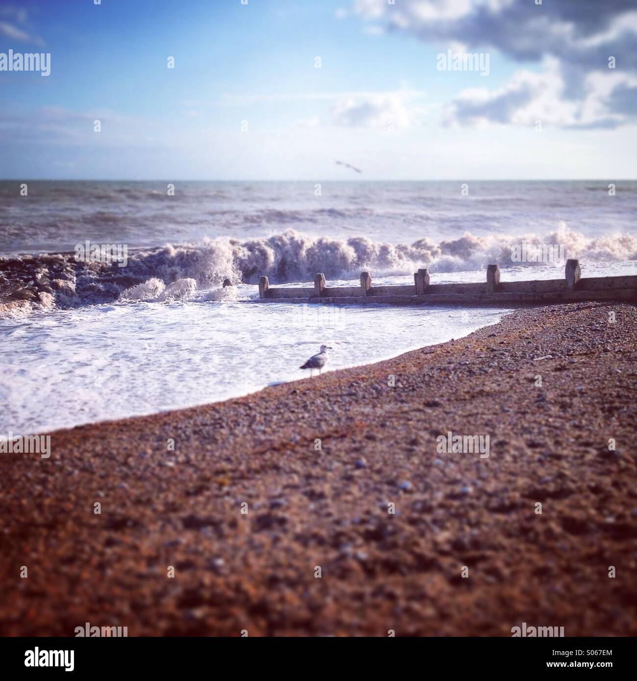 Möwe am Strand von Worthing Stockfoto
