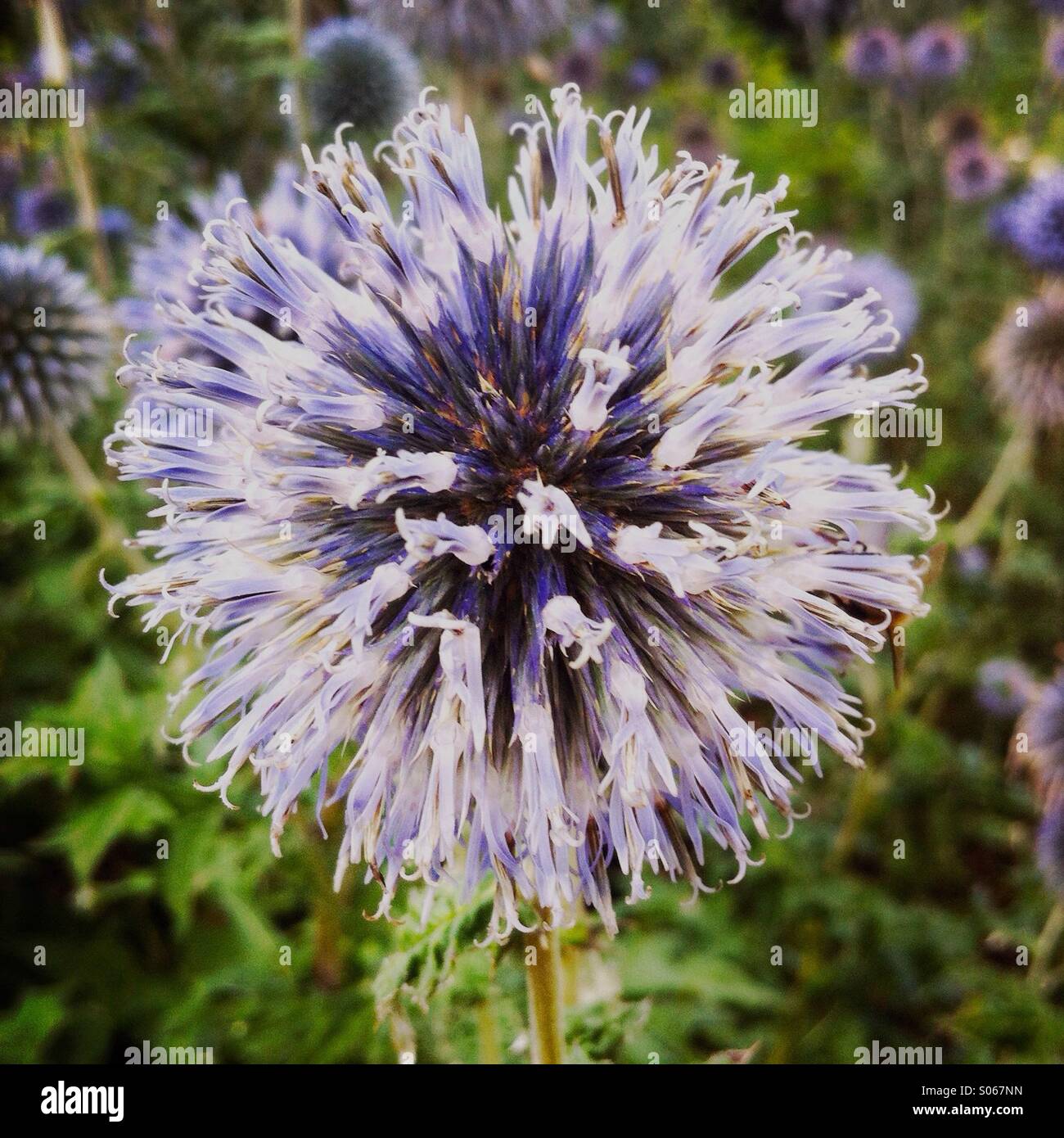 Eine lila Blume. Stockfoto