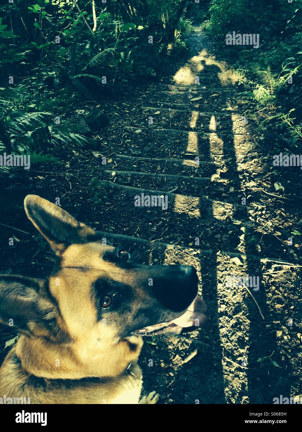 Hund auf Spaziergang sehen Sie in der Kamera Kistenverpackung Schatten im Wald Stockfoto