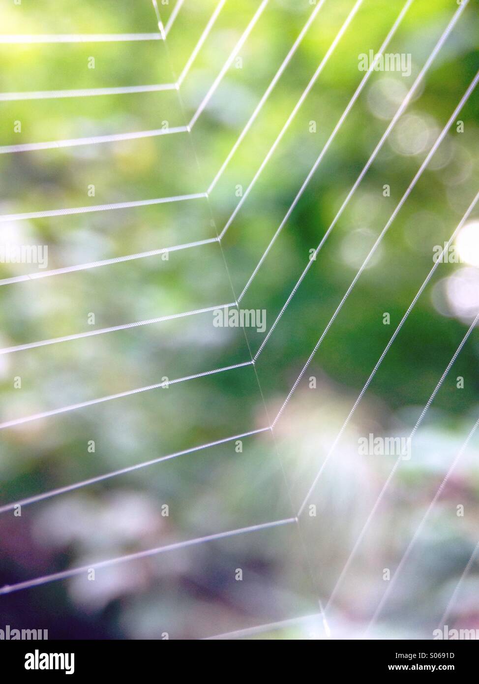 Spinnennetz Stockfoto