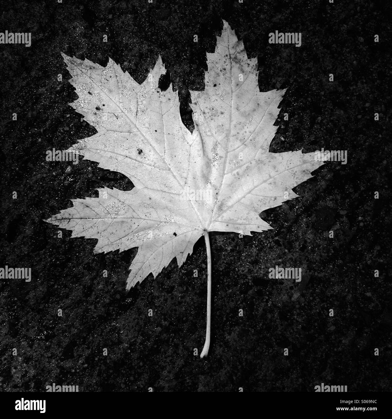 Blatt Stockfoto