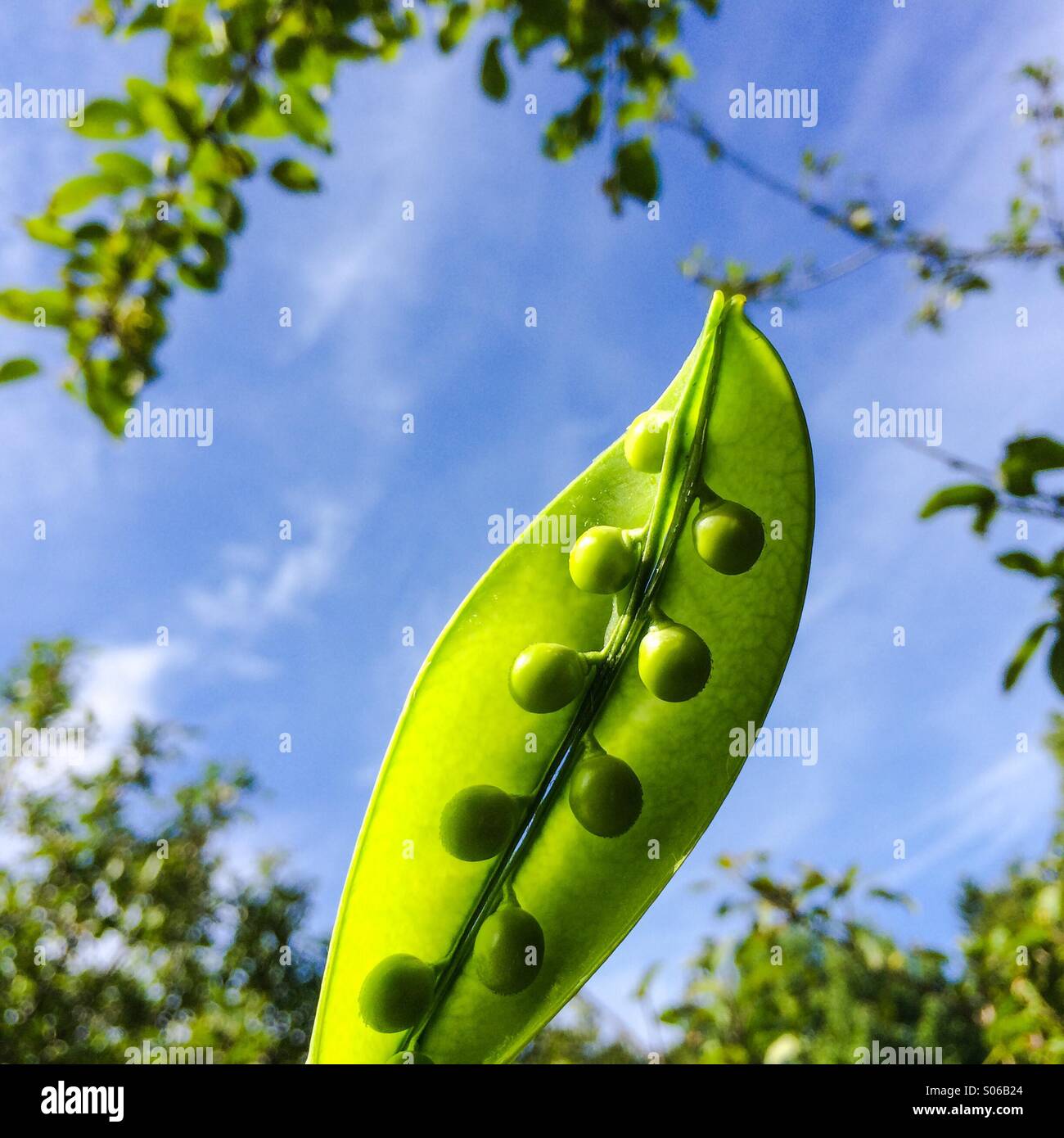 PEA Pod geöffnet, um die Symmetrie der Erbsen aussetzen. Stockfoto