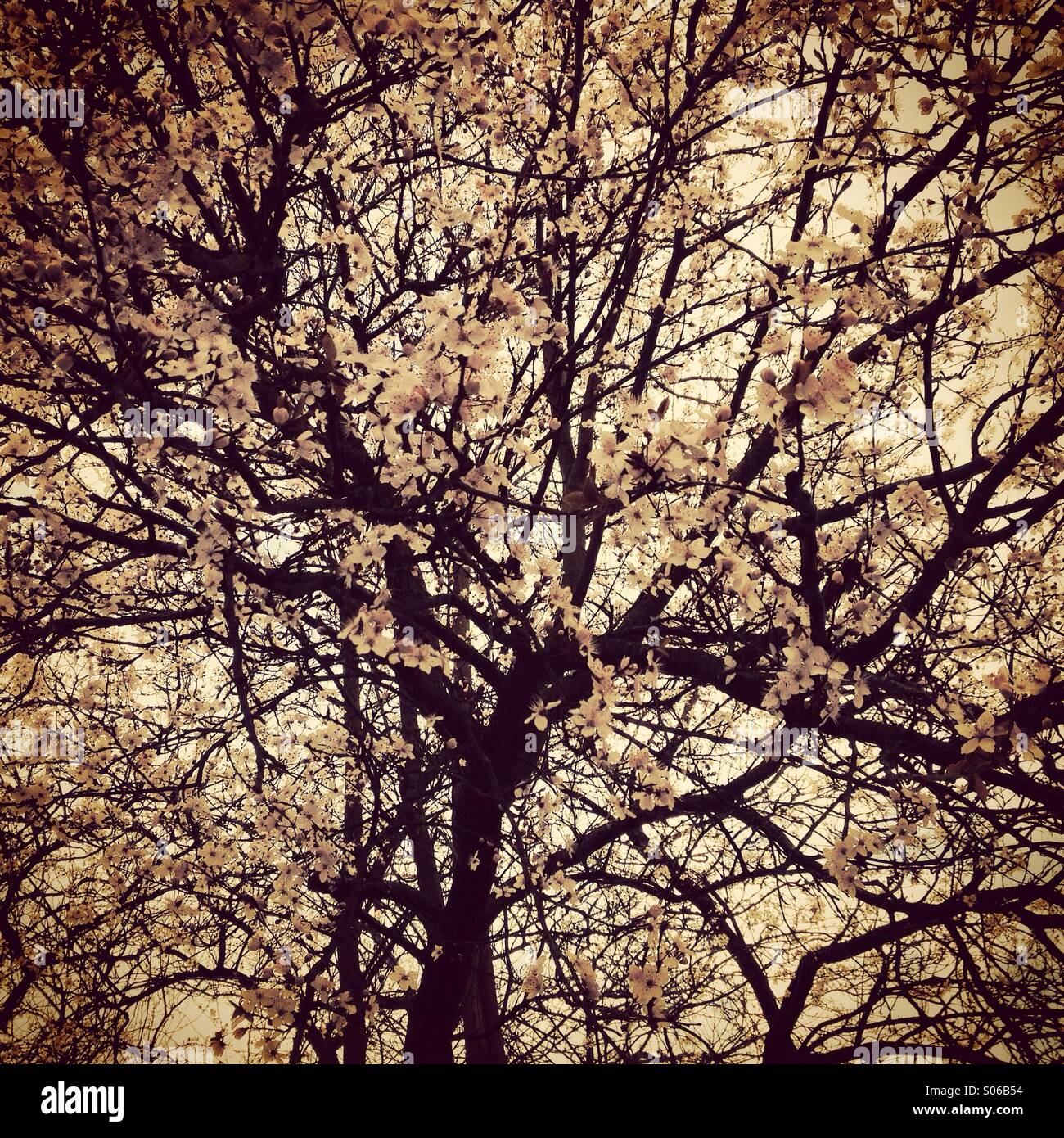 Blühenden Kirschbäume Baum Stockfoto