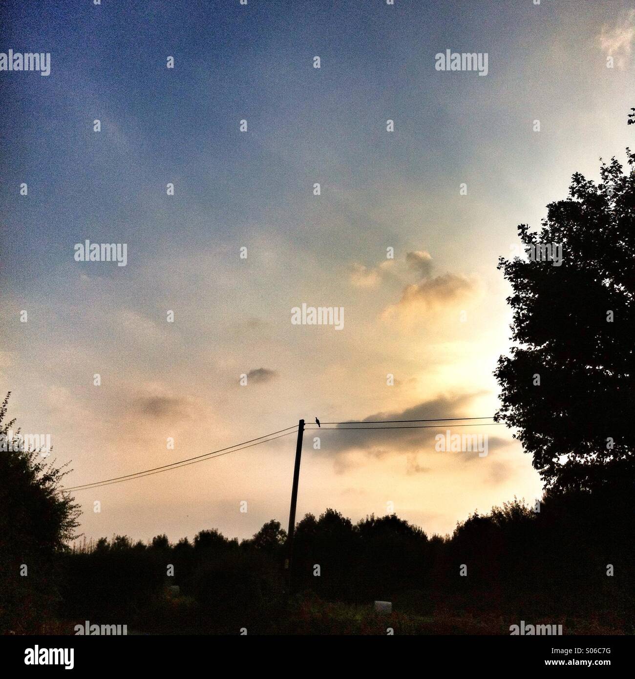 Silhouette Vogel auf einem Draht, Hampshire, England, Vereinigtes Königreich. - Smartphone-aufgenommenes Stockfoto