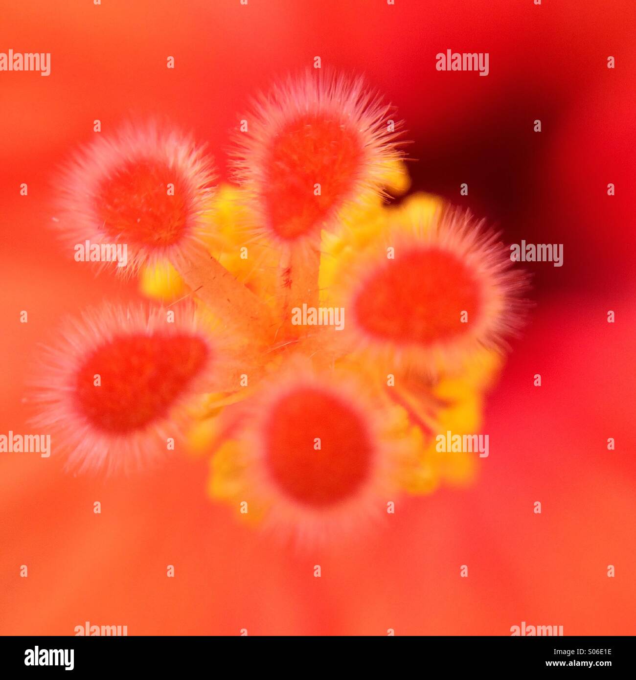 Orange Hibiskus - Smartphone-aufgenommenes Stockfoto