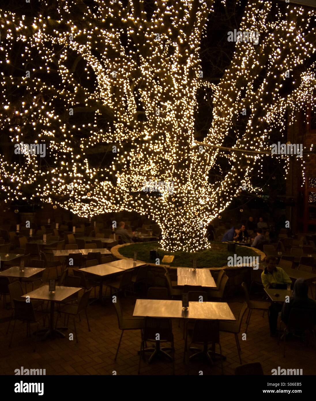Weihnachtsbeleuchtung baum garten Fotos und Bildmaterial in hoher