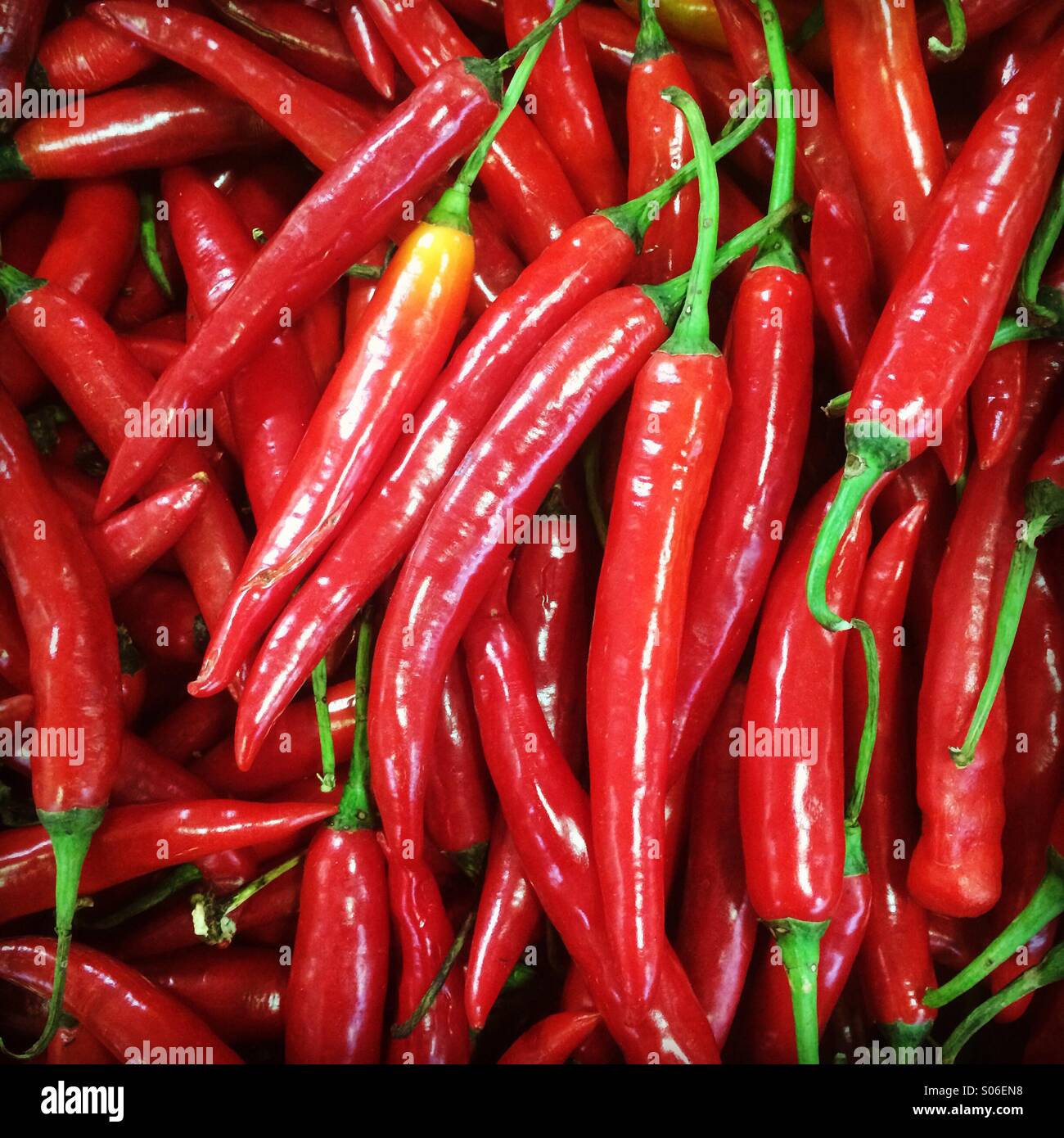 Hunderte von vietnamesischen Red Chili gebündelt Stockfoto