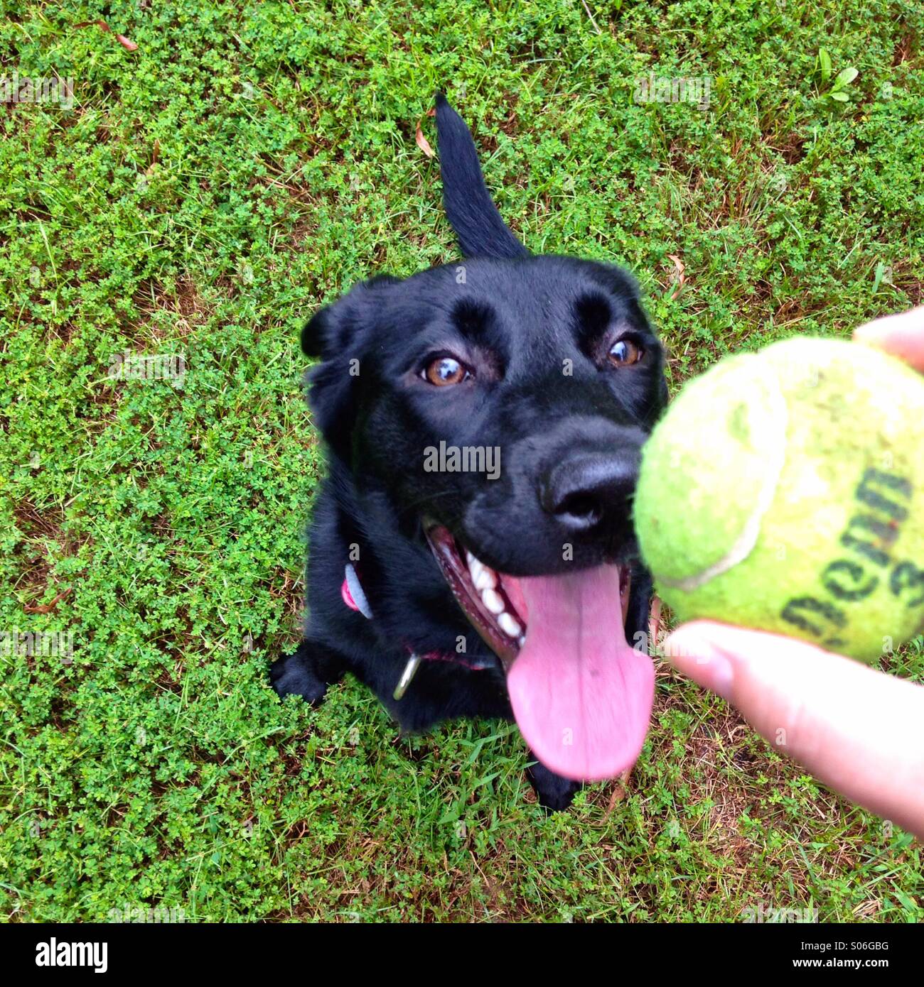 Hund darauf warten, den Ball zu bekommen. Stockfoto