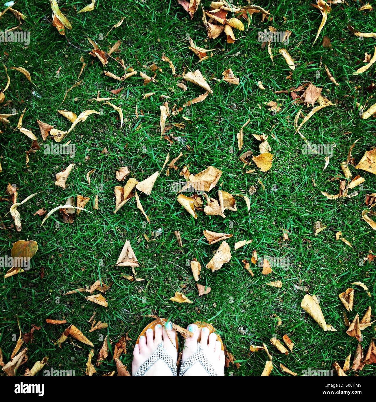 Blätter im Herbst Stockfoto