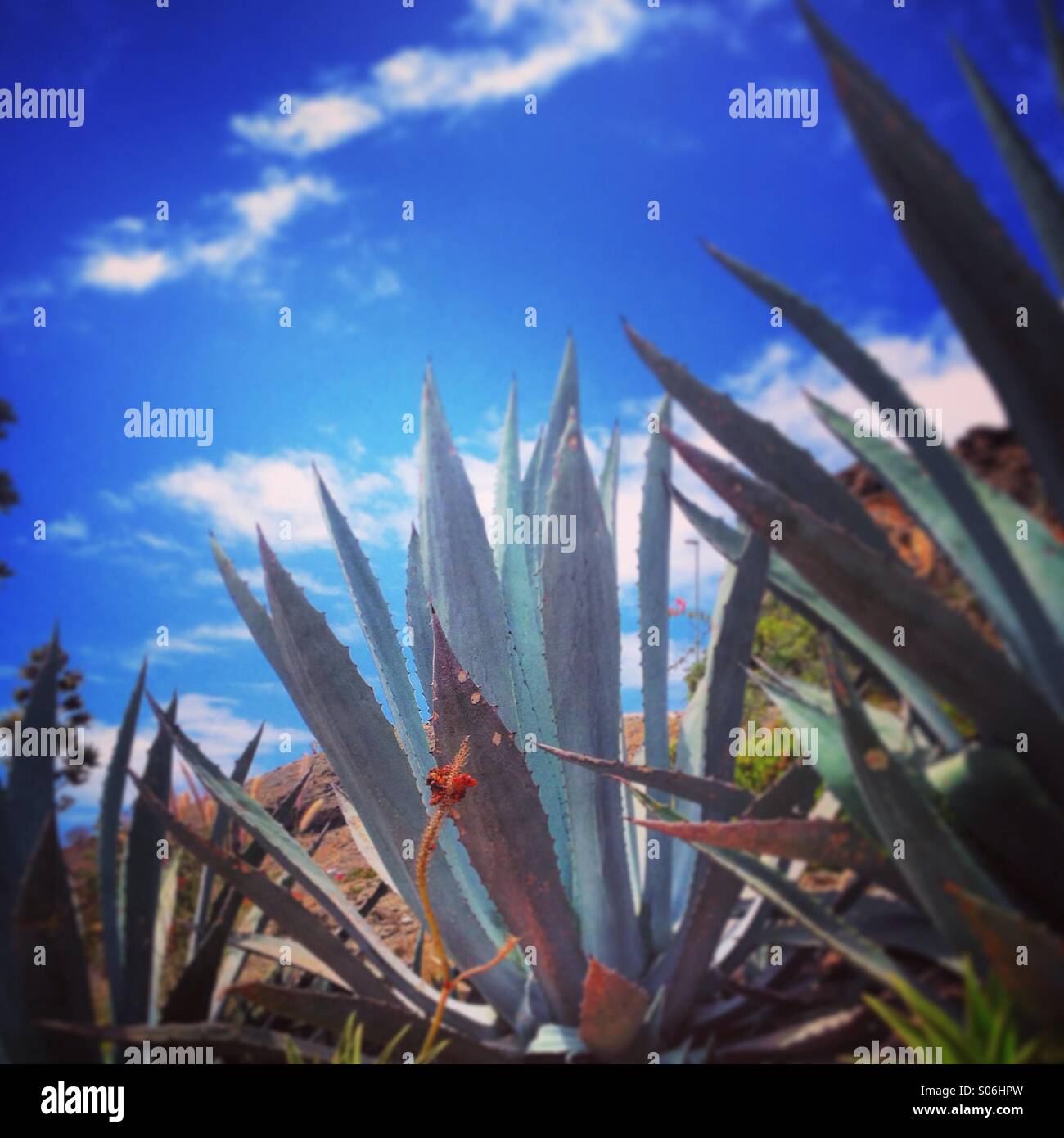 Kaktus-Zeit Stockfoto