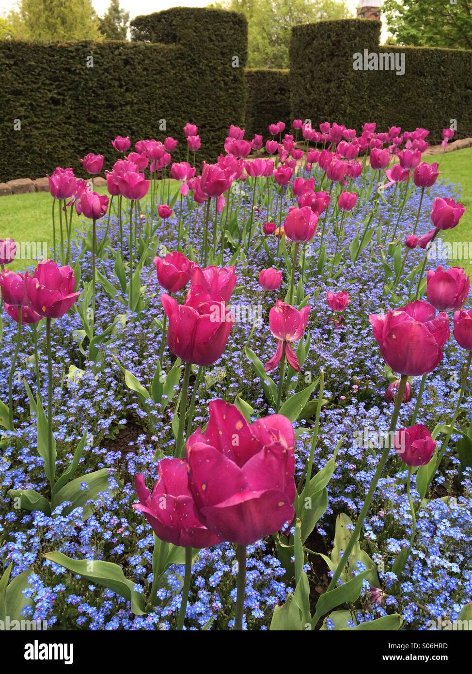 Schöne Tulpen schmiegen sich in einem Bett aus blau - mich vergessen-Knoten. In einem englischen Landhaus Hausgarten Stockfoto