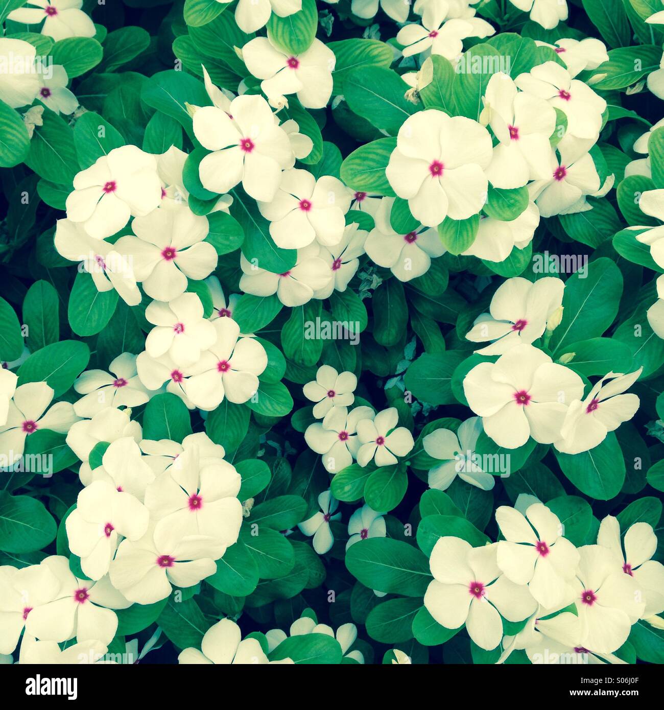 Ein Patch beschäftigt Blüte der weißen kleinen Blüten, die alle Athleten auf. Stockfoto