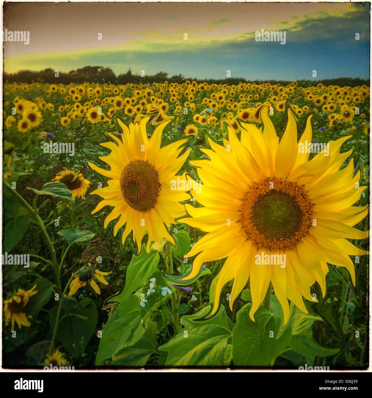 Manipulierte Bilder zeigen ein Feld von Sonnenblumen in Abendsonne Stockfoto