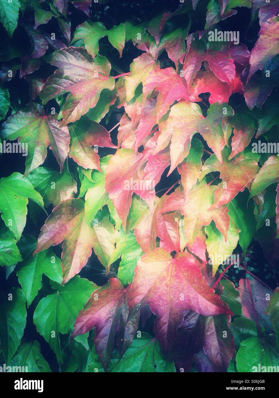Ahornblätter im Herbst Stockfoto