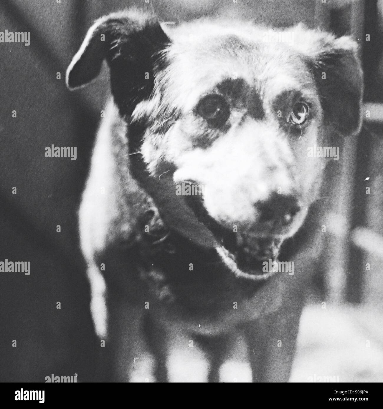 Schwarz / weiß Foto eines Hundes Stockfoto