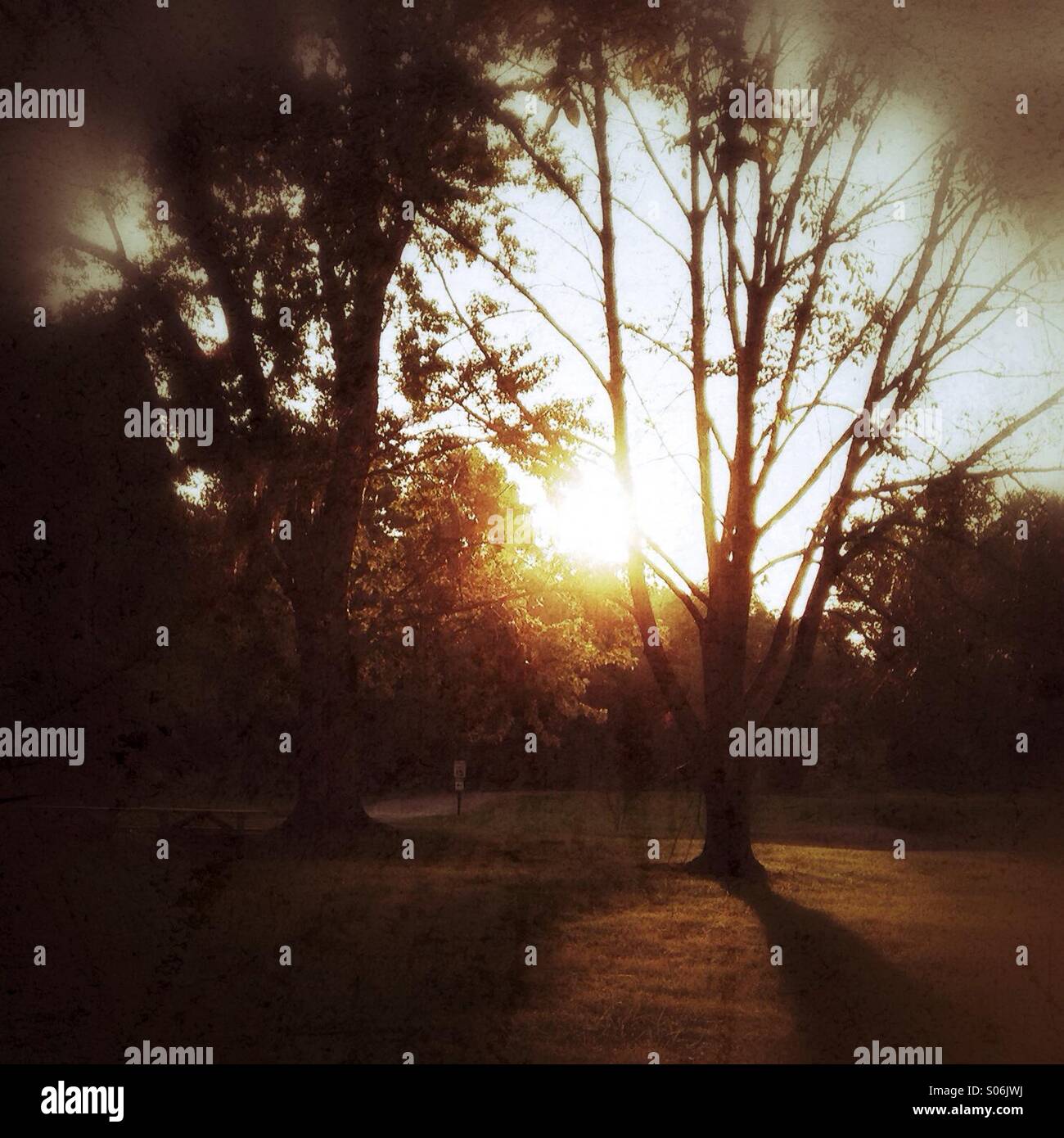 Sonnenuntergang in einem Park. - Smartphone-aufgenommenes Stockfoto