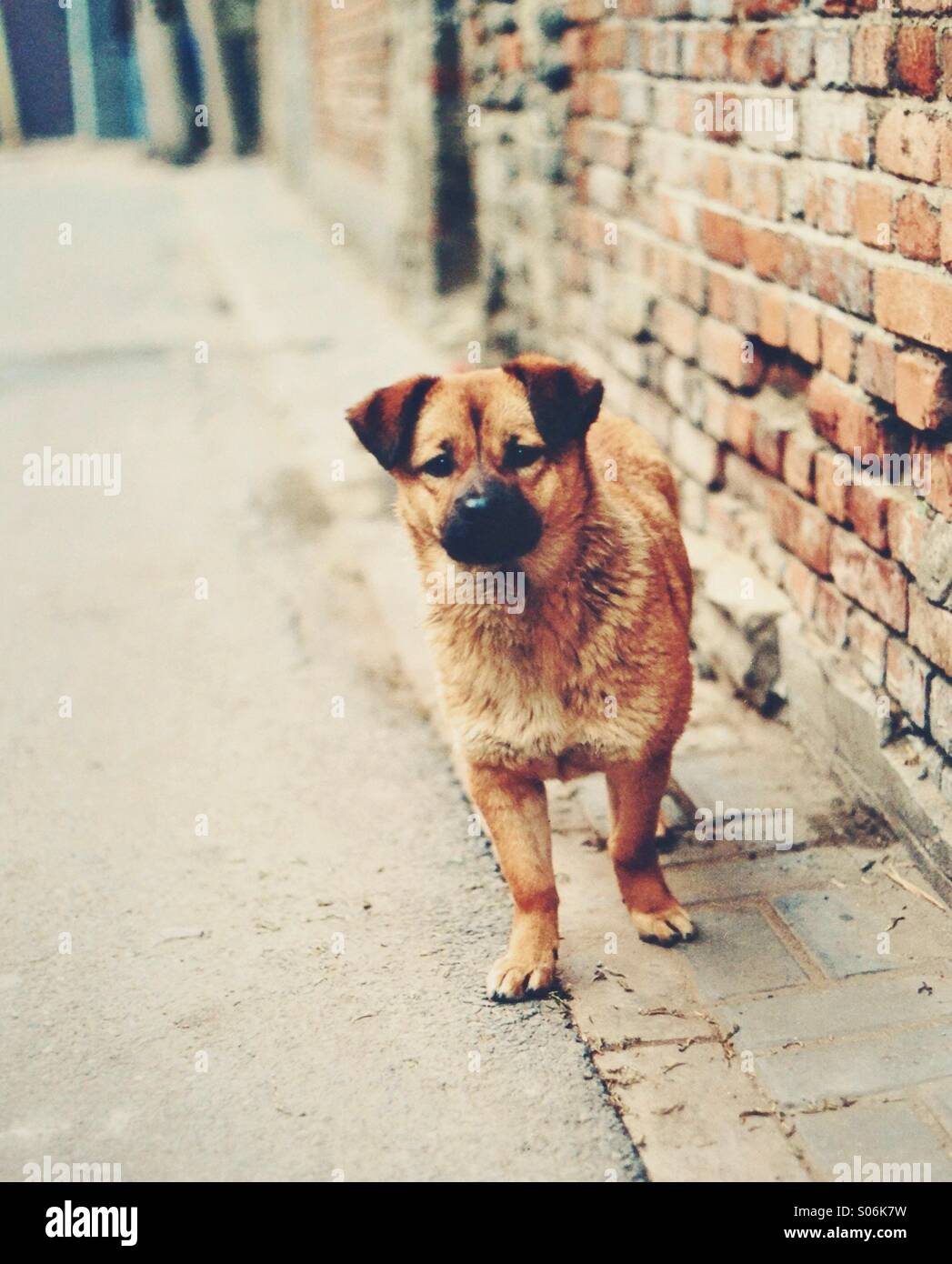 Kleiner Hund in den Hutongs in Peking, China Stockfoto