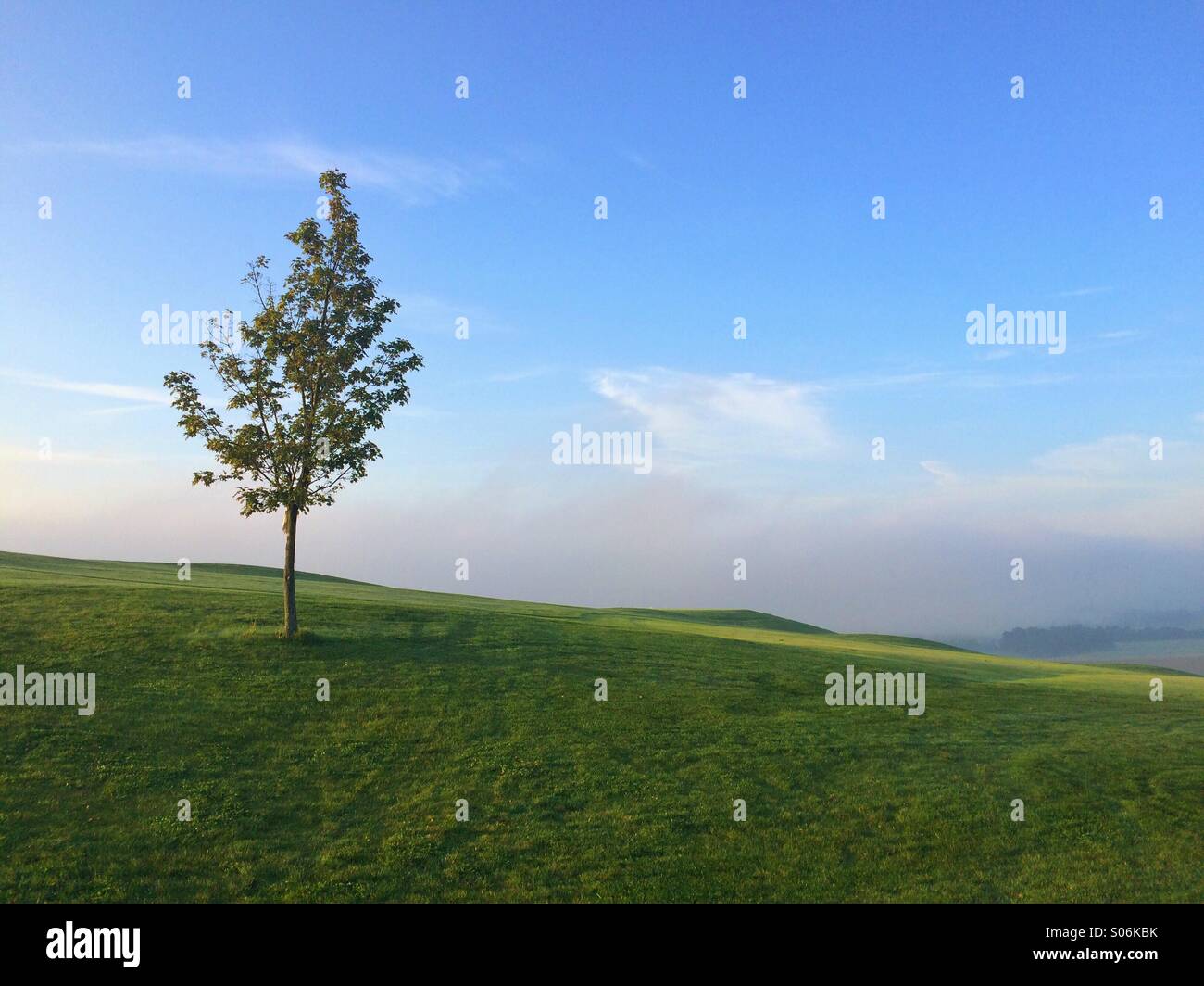 Einsamer Baum auf einem Golfplatz - Smartphone-aufgenommenes Stockfoto