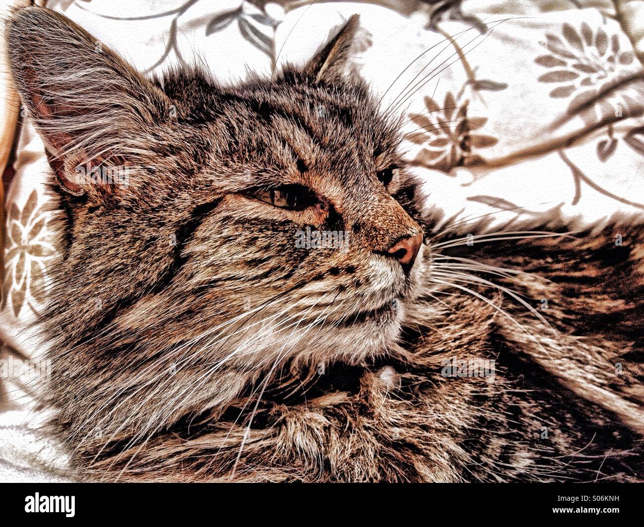 Entspannte Katze - Smartphone-aufgenommenes Stockfoto