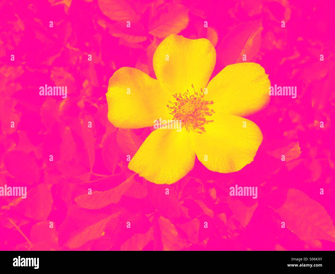 Rosa und gelbe rose - Smartphone-aufgenommenes Stockfoto