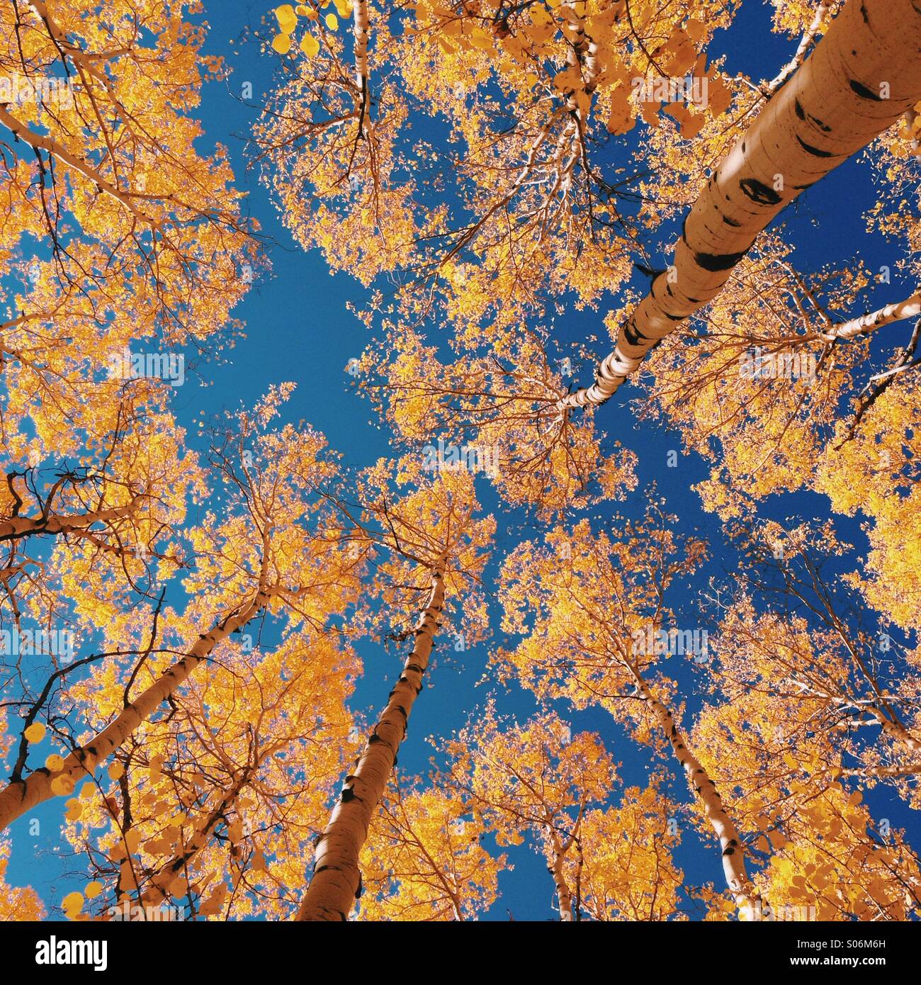 Herbst Espen in Colorado Stockfoto