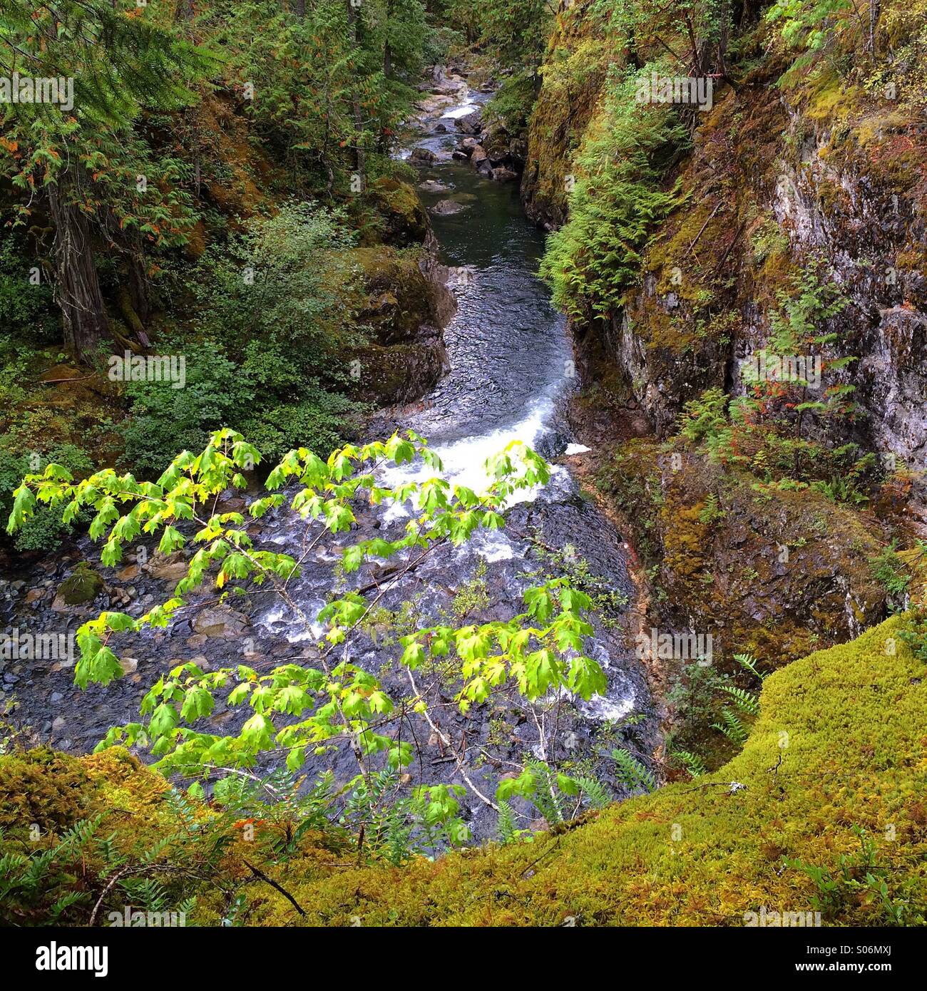 Canyon, Little Qualicum River, Vancouver Island, BC, Kanada - Smartphone-aufgenommenes Stockfoto