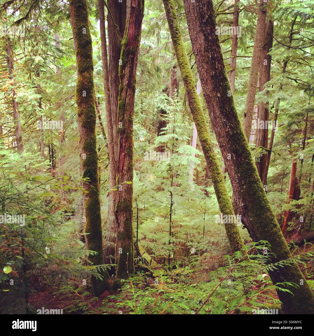 Immergrünen Wald, Little Qualicum Provincial Park, Vancouver Island, Kanada Stockfoto