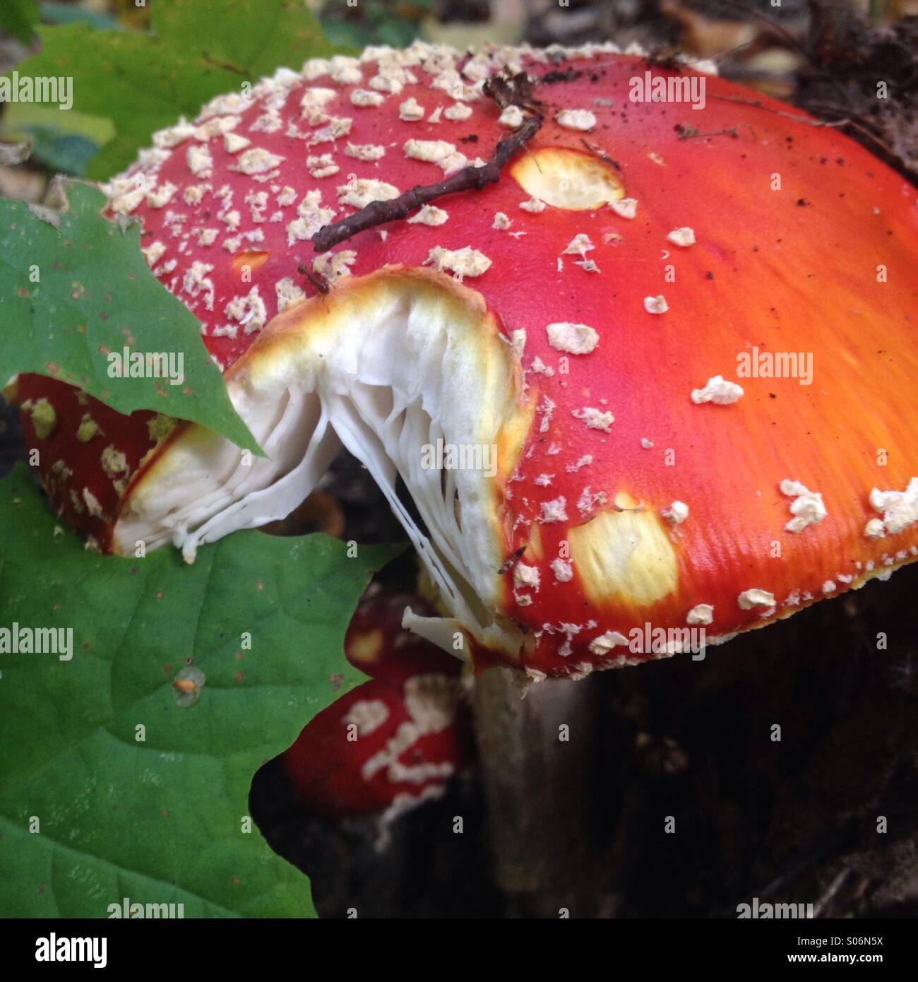 Pilz, amanita Stockfoto