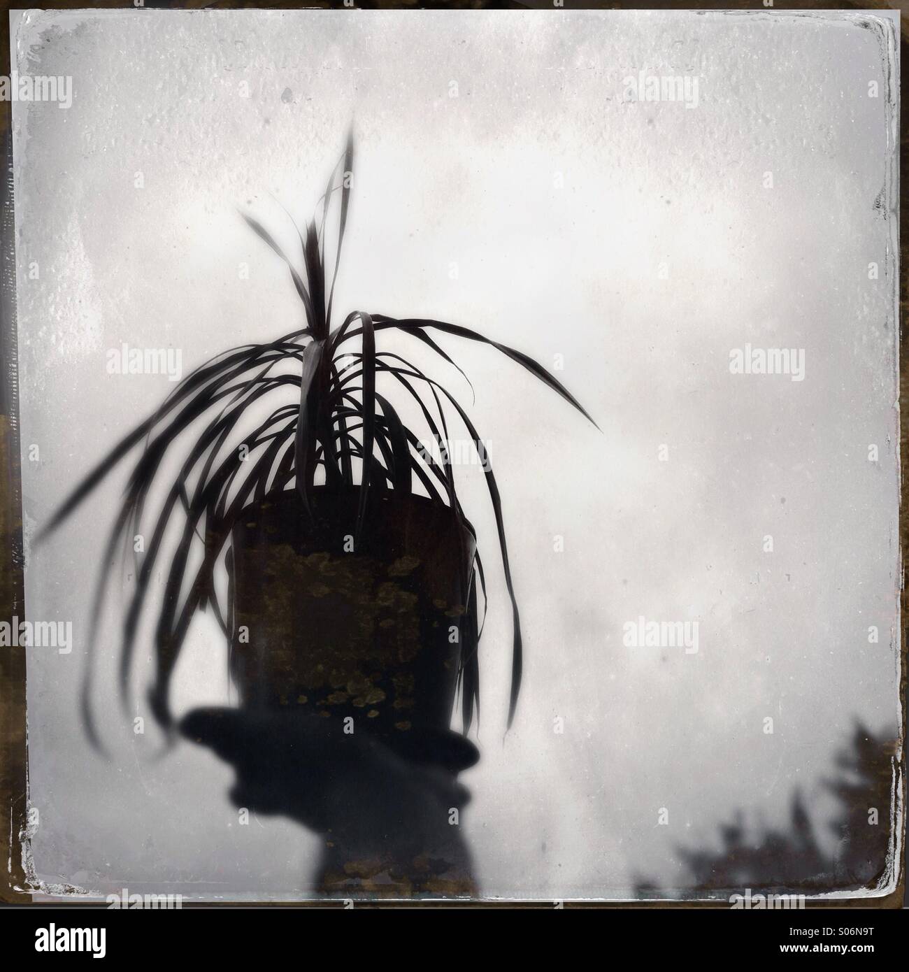 Silhouette einer Pflanze - Smartphone-aufgenommenes Stockfoto