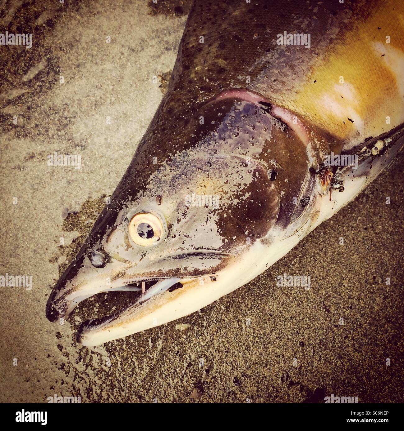 Pink oder Buckelwale Lachs, Campbell River, Vancouver Island, BC Kanada sterben - Smartphone-aufgenommenes Stockfoto