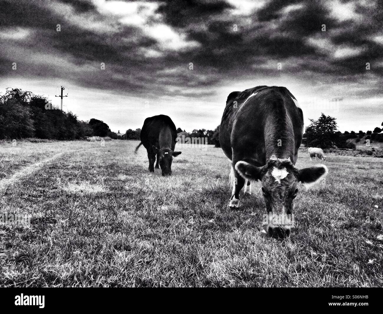 Kühe füttern in einem Feld - Smartphone-aufgenommenes Stockfoto