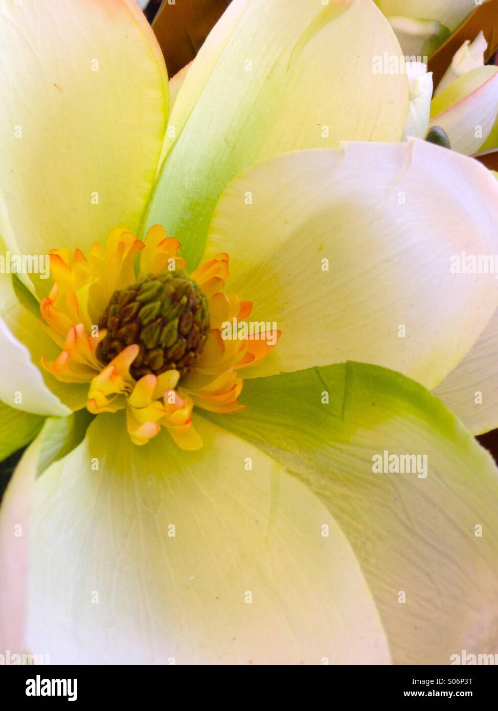 Blume Stockfoto