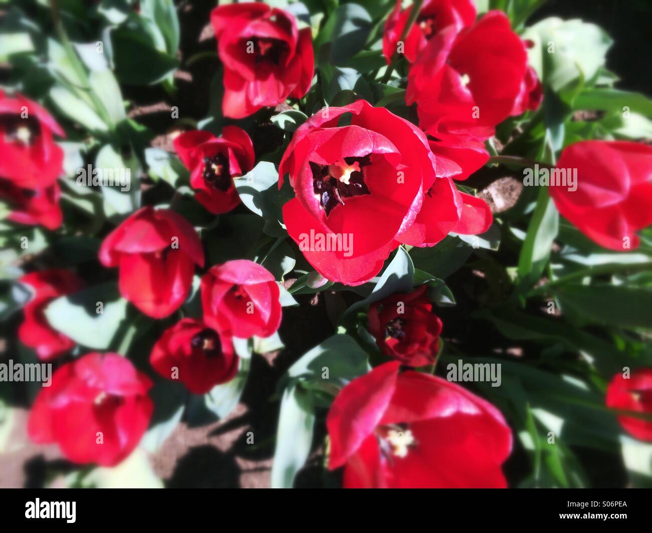 Rote Tulpen von oben Stockfoto