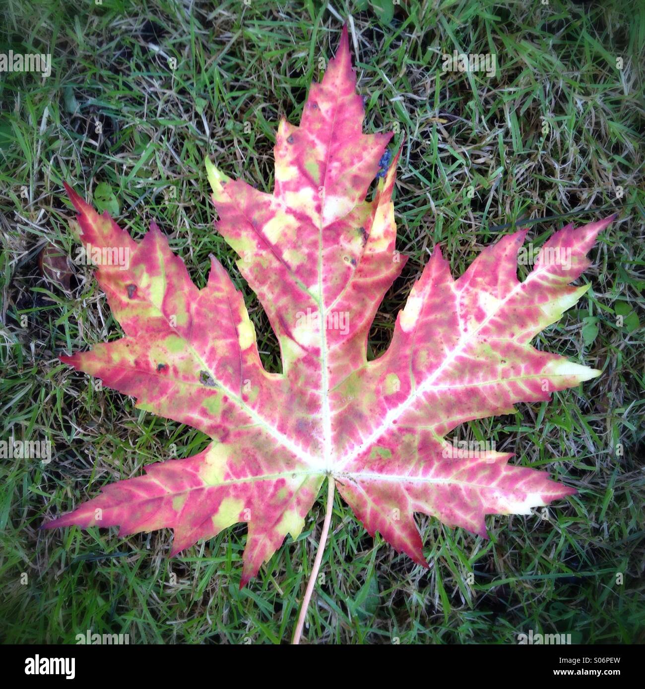 Ahornblatt - Smartphone-aufgenommenes Stockfoto