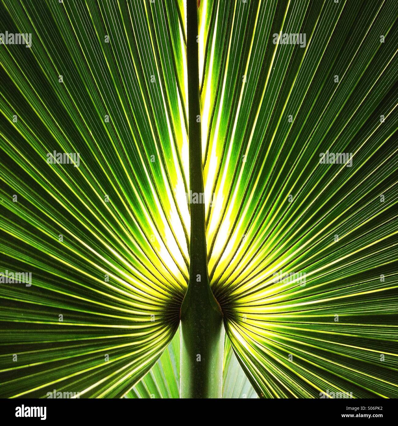 Eine Unterseite von einem Palm Frawn (Zweig). Kew Gardens, Richmond, London England UK. Stockfoto