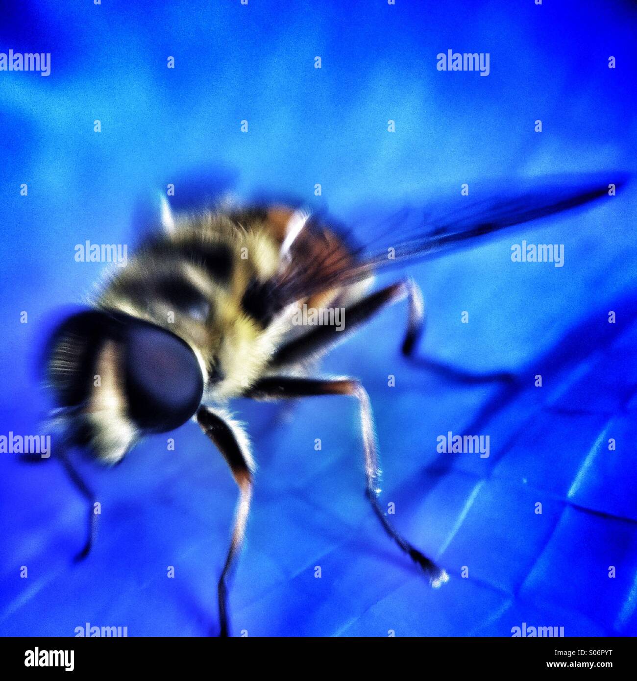Biene hautnah auf blauem Hintergrund - Smartphone-aufgenommenes Stockfoto